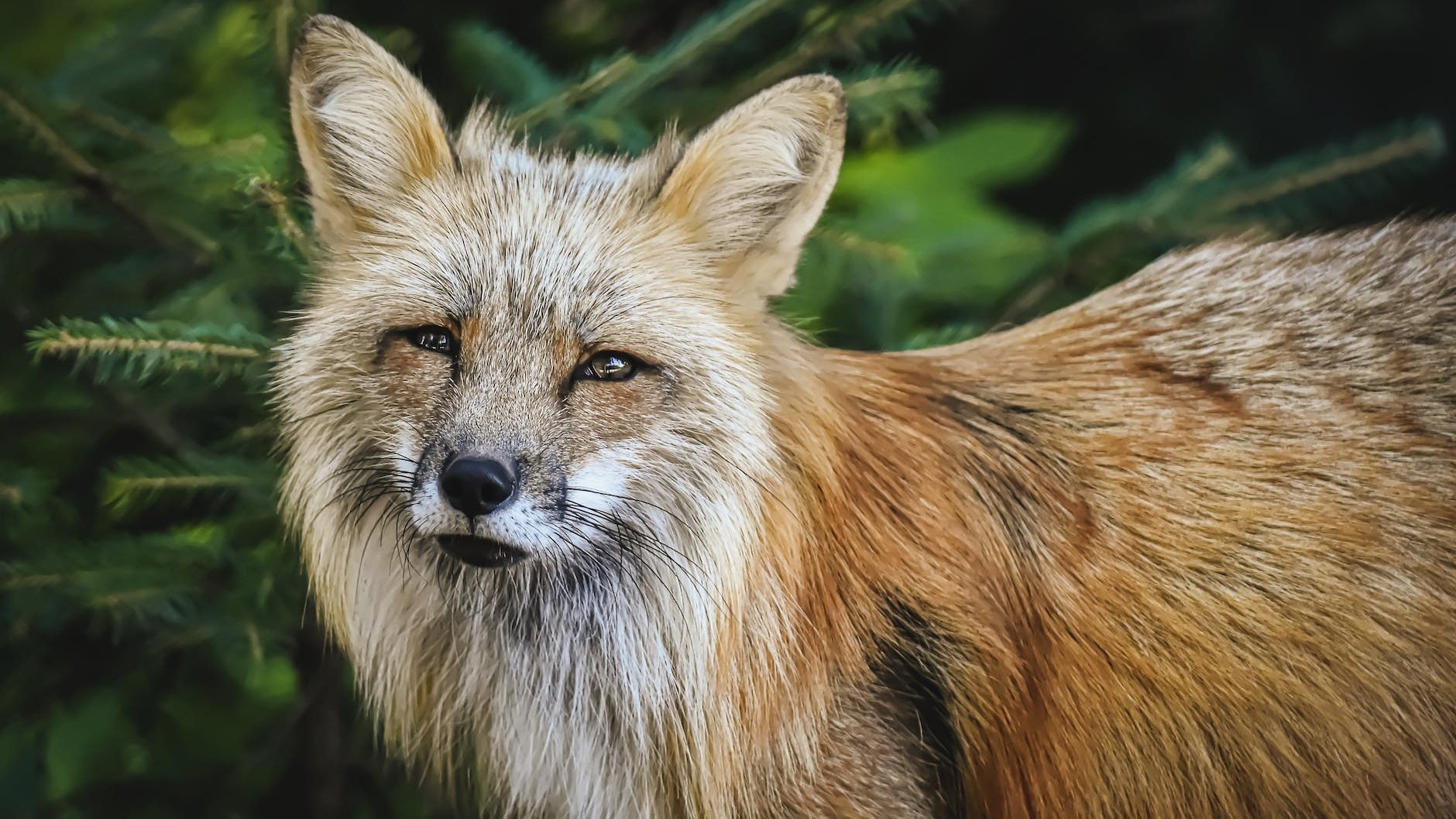 close up shot of a fox looking at camera